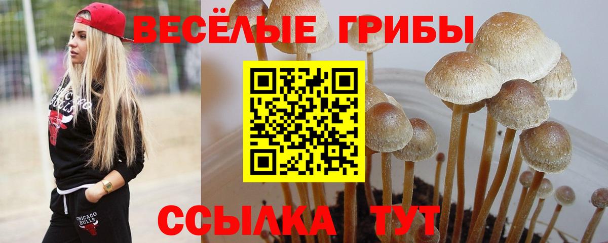 Псилоцибиновые грибы GOLDEN TEACHER  Вход с VPN  купить наркоту  Знаменск 